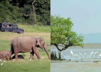 6 most interesting wildlife sanctuaries to visit in Andhra Pradesh