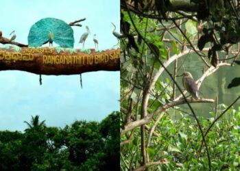 Popular bird sanctuaries in South India that are perfect choices for a social detox