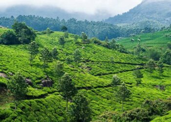 Must visit places with coffee plantation in South India