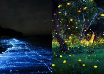 These places in India that glow at night are a sight to behold