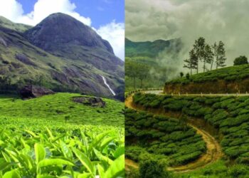 Scenic tea estates in India that will captivate your soul