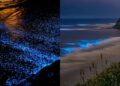 Amazed by the glowing beach in Vizag? Check out other bioluminescent in India