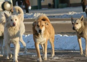 16-month-old girl attacked by stray dogs in Srikakulam, dies while undergoing treatment