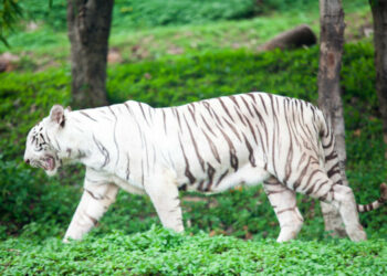 White Tiger Kumari dies at Indira Gandhi Zoological Park, vizag