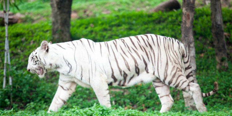 White Tiger Kumari dies at Indira Gandhi Zoological Park, vizag