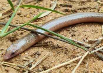 Visakhapatnam: Rare Barkudia Limbless Skink snake species sighted in Kambalakonda