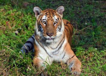 Royal Bengal Tigress Janaki of Visakhapatnam Zoo dies at 22