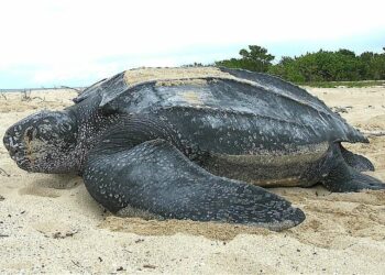 Visakhapatnam fishermen spot endangered Leatherback Turtle on coast