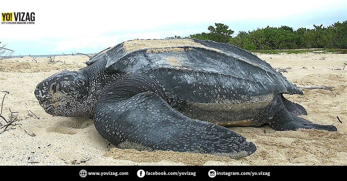 Visakhapatnam fishermen spot endangered Leatherback Turtle on coast