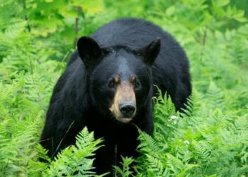 Shocking: 25-year-old Vizag Zoo employee dies in a bear attack