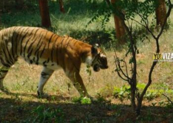 Vizag Zoo: A perfect hangout sport for families