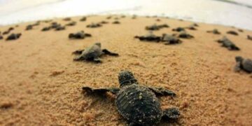 Olive Ridley Turtles Find Home in Visakhapatnam