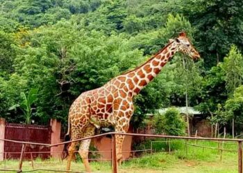 IGZP reveals death of Beacon, last remaining giraffe at Vizag zoo