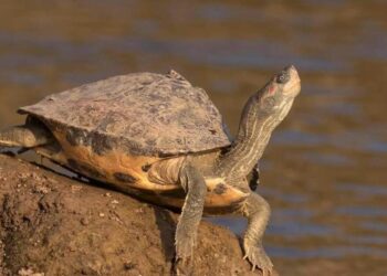 Turtle trafficking busted in Vizag Railway Station, 396 turtles saved