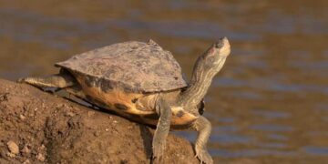 Turtle trafficking busted in Vizag Railway Station, 396 turtles saved