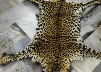 Leopard skin trafficking in a case of poaching detected in Vizag