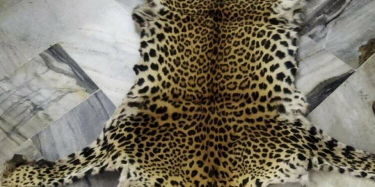 Leopard skin trafficking in a case of poaching detected in Vizag