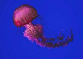 Venomous jellyfish bloom on Visakhapatnam coast raises alarm