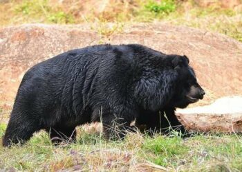 One more death at Vizag zoo: Male sloth bear meets tragic end