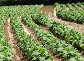 Tobacco prices to hike in Andhra Pradesh amidst crop decline in Brazil, Indonesia