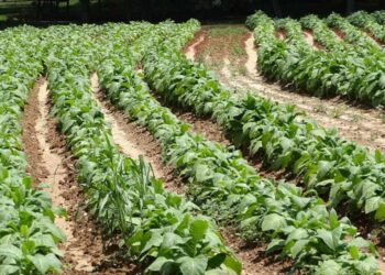 Tobacco prices to rise in Andhra Pradesh amidst global crop decline