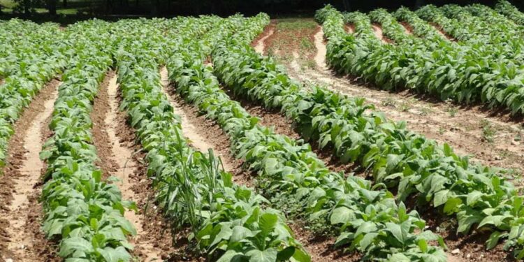 Tobacco prices to rise in Andhra Pradesh amidst global crop decline