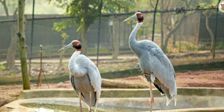 Get set for fun at Summer Camp 2024 in Vizag zoo!