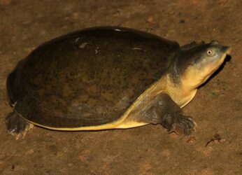 Rescue of 1,589 flapshell turtles sheds light on illegal turtle trafficking near Vizag