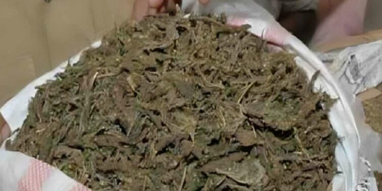 40 kg ganja seized in new case, weed trade flourishing in Vizag
