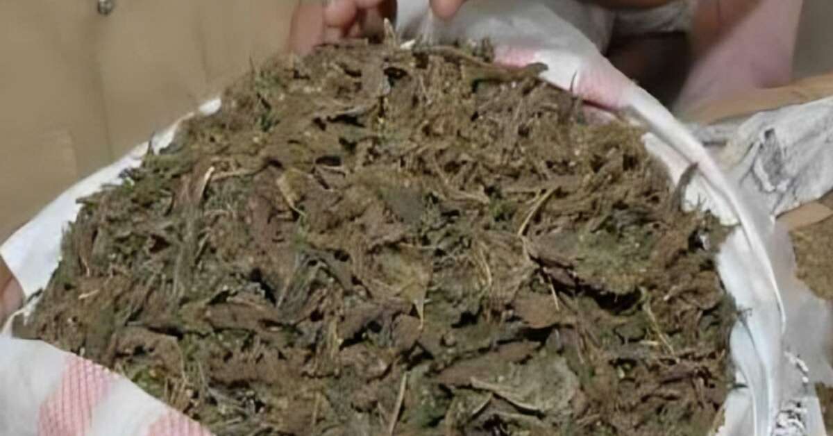 40 kg ganja seized in new case, weed trade flourishing in Vizag