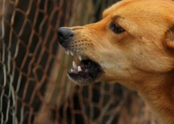 Rabies results in two tragic deaths in Bheemili, Visakhapatnam