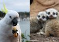 Macaws to meerkats: Visakhapatnam zoo to welcome new animals