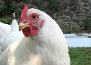 Dancer charged for biting off hen’s head during a performance in Anakapalle