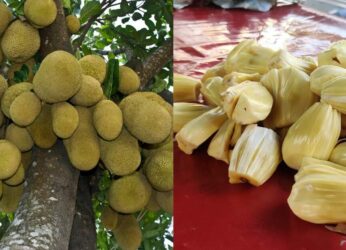 Andhra Pradesh yet to tap into economic potential of Jackfruit