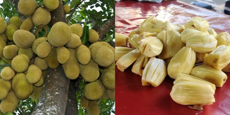 Andhra Pradesh yet to tap into economic potential of Jackfruit