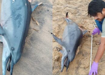 Spinner dolphin found dead at RK Beach in Visakhapatnam