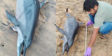 Spinner dolphin found dead at RK Beach in Visakhapatnam