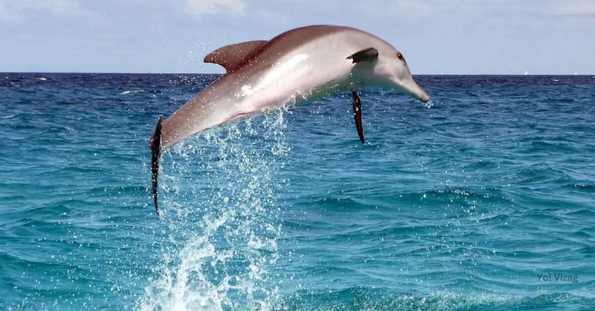 4 species of Dolphins that visit Visakhapatnam and where to spot them!