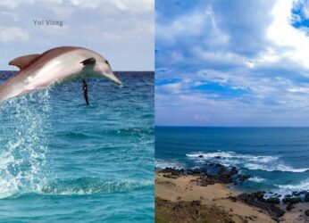 4 species of dolphins that visit Vizag’s shores and where to spot them!