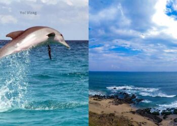 4 species of Dolphins that visit Visakhapatnam and where to spot them!