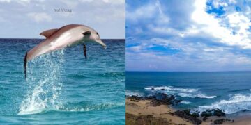 4 species of Dolphins that visit Visakhapatnam and where to spot them!