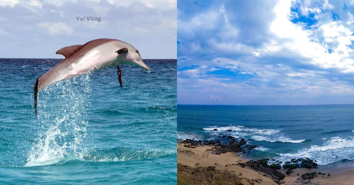 4 species of Dolphins that visit Visakhapatnam and where to spot them!