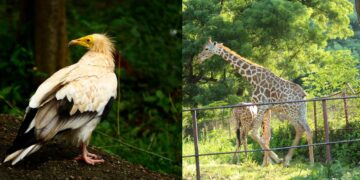 Visakhapatnam zoo to host week full of activities for Wildlife Week; Check schedule