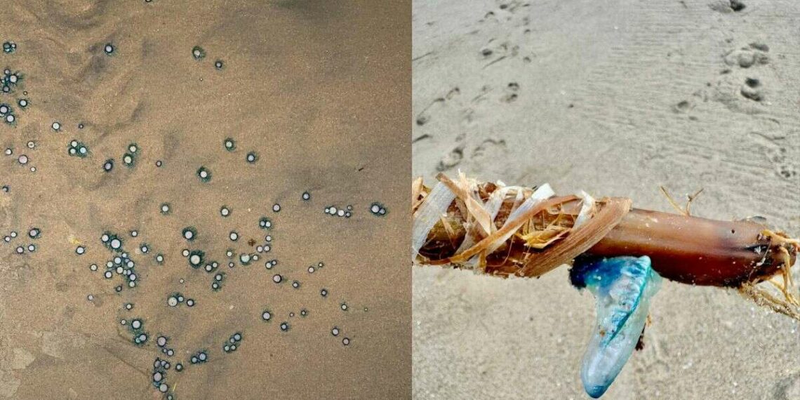 Beware of these stunning yet dangerous creatures on Visakhapatnam beaches!