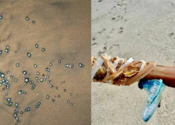 Beware of these stunning yet dangerous creatures on Visakhapatnam beaches!