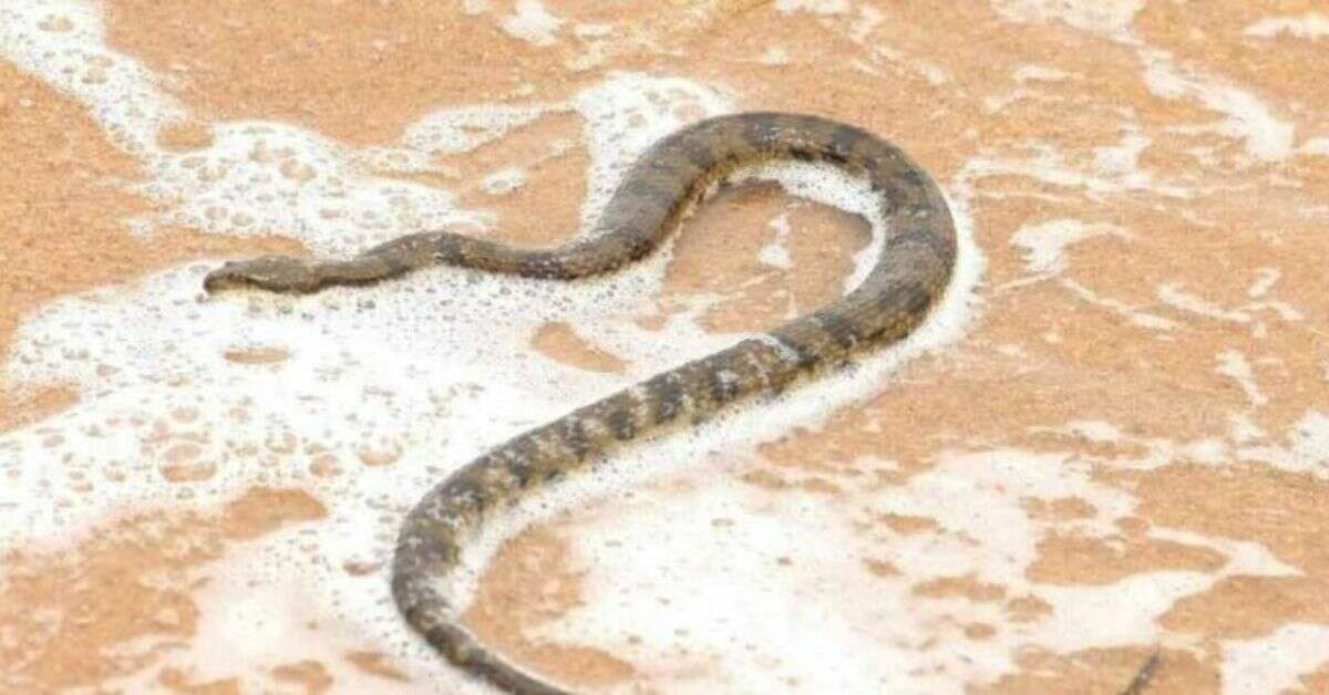 Beware of these stunning yet dangerous creatures on Visakhapatnam beaches!