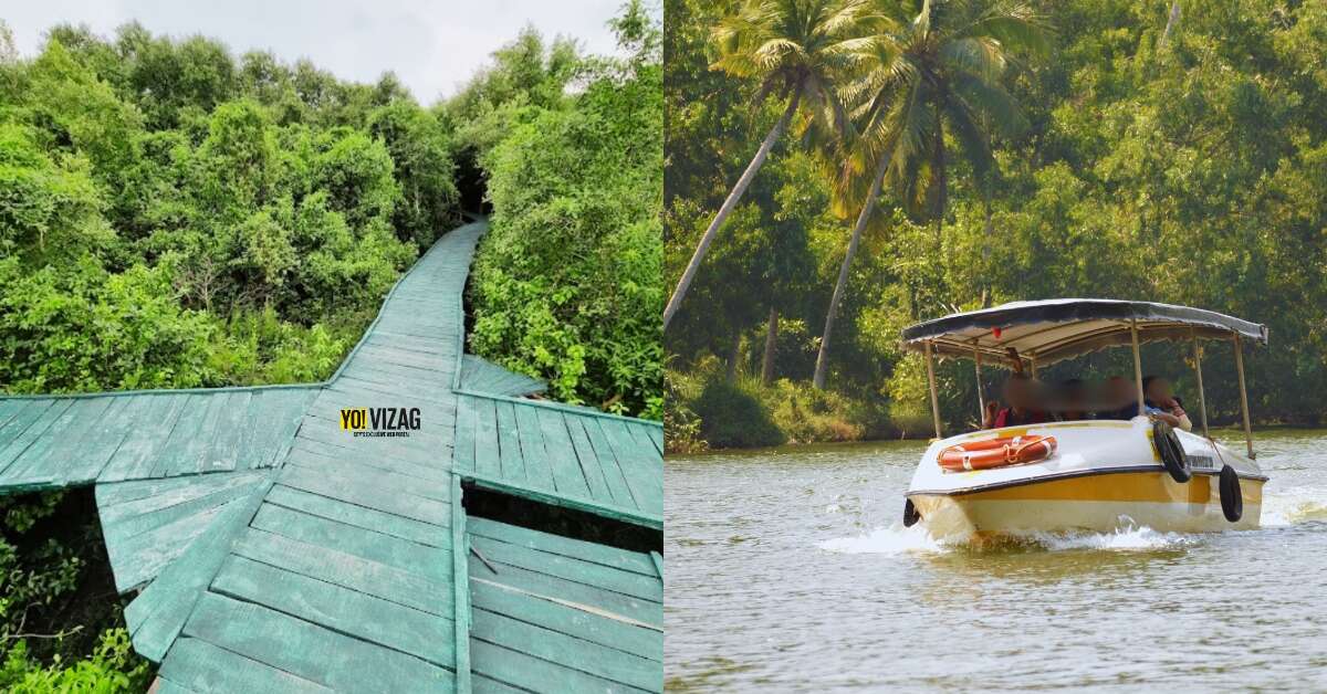 Weekend trip from Visakhapatnam: Visit India's 3rd largest mangrove forest, just 190 km away