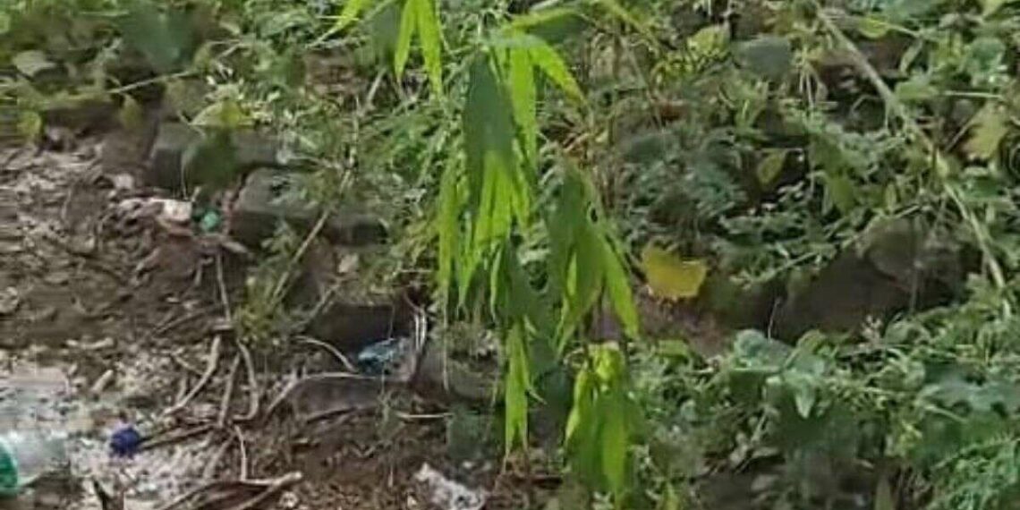 Ganja cultivation found in the hills behind KGH, Visakhapatnam!