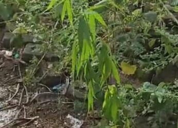 Shocking! Ganja cultivation noticed on the hill behind KGH