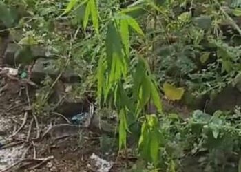 Ganja cultivation found in the hills behind KGH, Visakhapatnam!